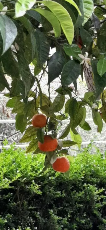 Colazione In Giardino Con Vista Mare Apartment Milazzo Italy